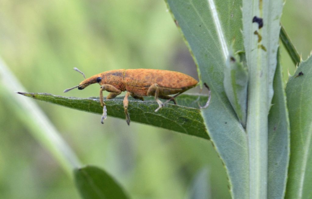Coleottero da identificare - Lixus sp.